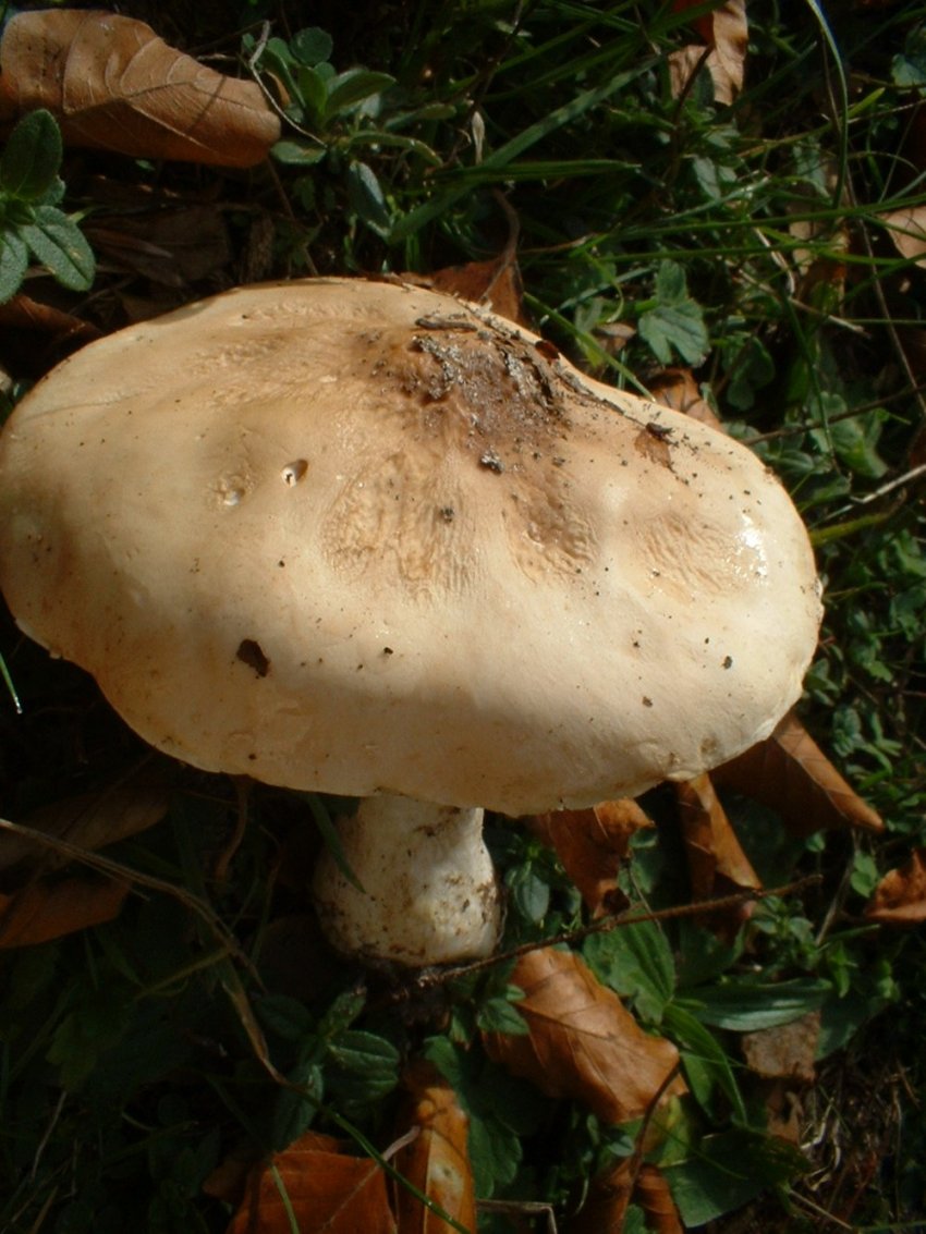 Limacella lenticularis